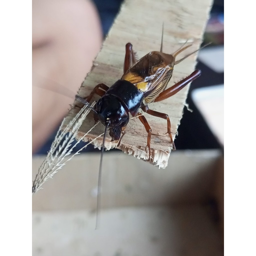 garut punya Jangkrik Masteran/Jangkrik Aduan biges