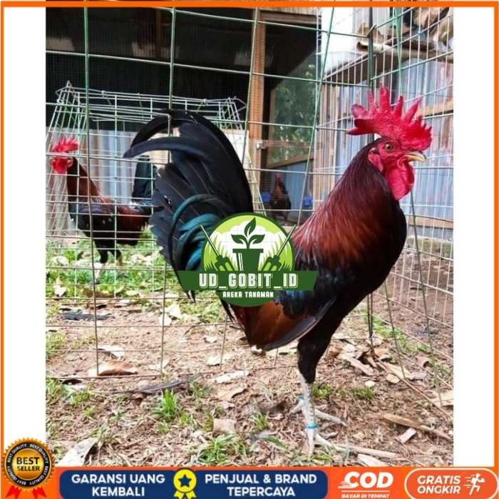 

Telur Ayam Fhilipin Hanya Untuk Ditetaskan original berkualitas UD_GOBIT_ID