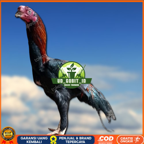 

4 BUTIR TELUR ASSEL HARGA KERJA!! UD_GOBIT_ID