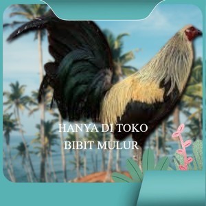 

2pcs telur ayam philipin asli AK47 bisa untuk di tetaskan bergaransi