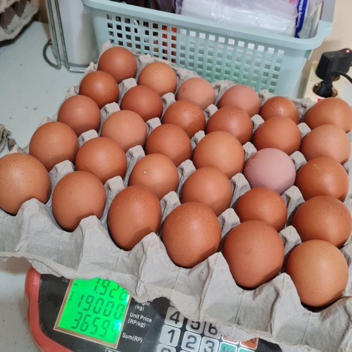 

telur ayam 1 teplek 30 butir