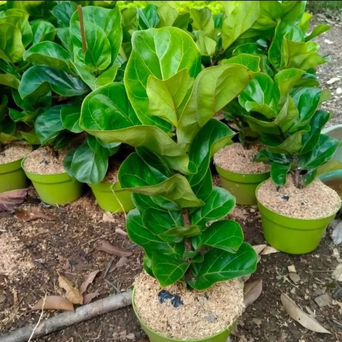 Tanaman Indoor Ketapang Biola Mini daun kecil