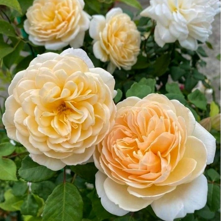 Mawar Import Crocus - Tanaman Mawar Crocus - Mawar Putih