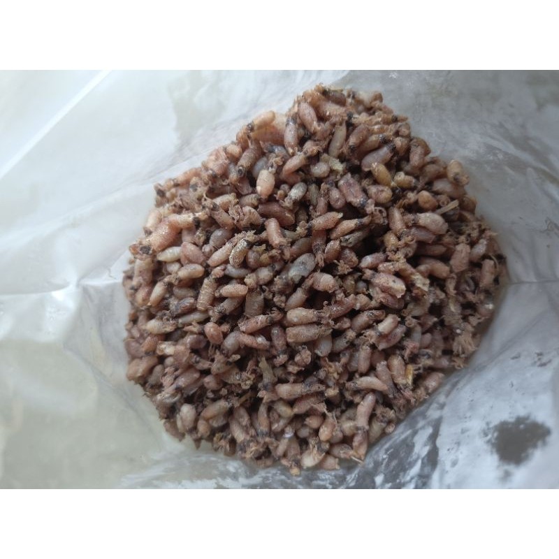 

TermurahBaby Cumi Rata 0,5 cmnew