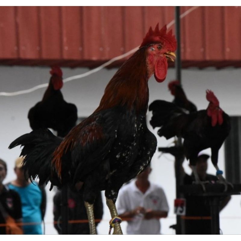 Telur Ayam Ketawa Master Fertil