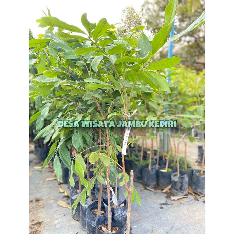 BIBIT KELENGKENG DESA WISATA JAMBU KEDIRI