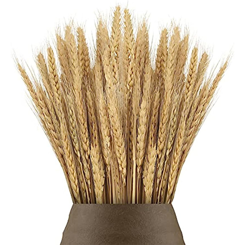 

100 pcs Natural Wheat Ears Dried Wheat Stalks Wheat Bouquet For Wedding Party Decoration DIY Craft Home Kitchen