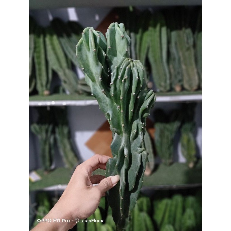 (BISA COD) tanaman hias kaktus lilin bercabang / kaktus bercabang/ kaktus pagoda / cactus