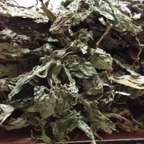 

Daun Tempuyung Kering 100 Gram Tempuyang Murah Asli Tanaman Nusantara