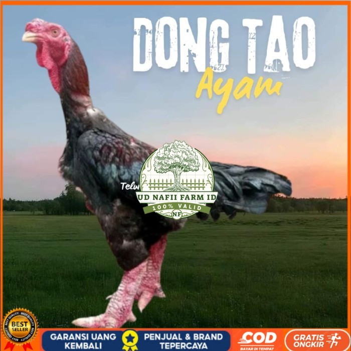 

telur ayam dong tao Vietnam ori bisa untuk di tetaskan original berkualitas UD NAFII FARM ID