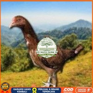 

telur tetas ayam shamo super tarung UD NAFII FARM ID