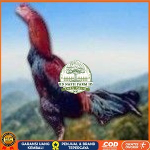 

telur ayam cos shamo asli untuk di tetaskan UD NAFII FARM ID