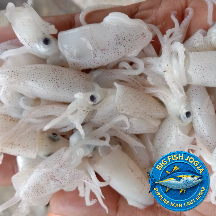 

Cumi Baby Basah Segar Fresh - 1 Pack, 500 Gram