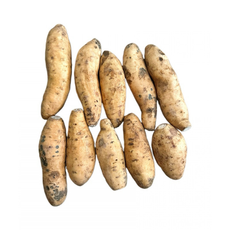 

TERMURAH ubi madu cilembu kecil 1kg isi banyak ( sudah di cuci )