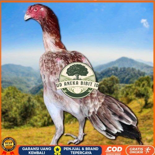 

telur ayam shamo eropa ori petarung bisa untuk di tetaskan UD ANEKA BIBIT ID