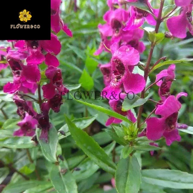 tanaman hias lavender import ungu