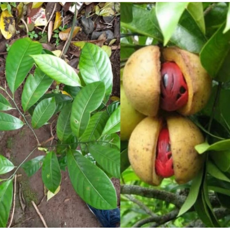 Bibit,pala,pohon,pala,Benih pala super siap tanam,pala, unggul
