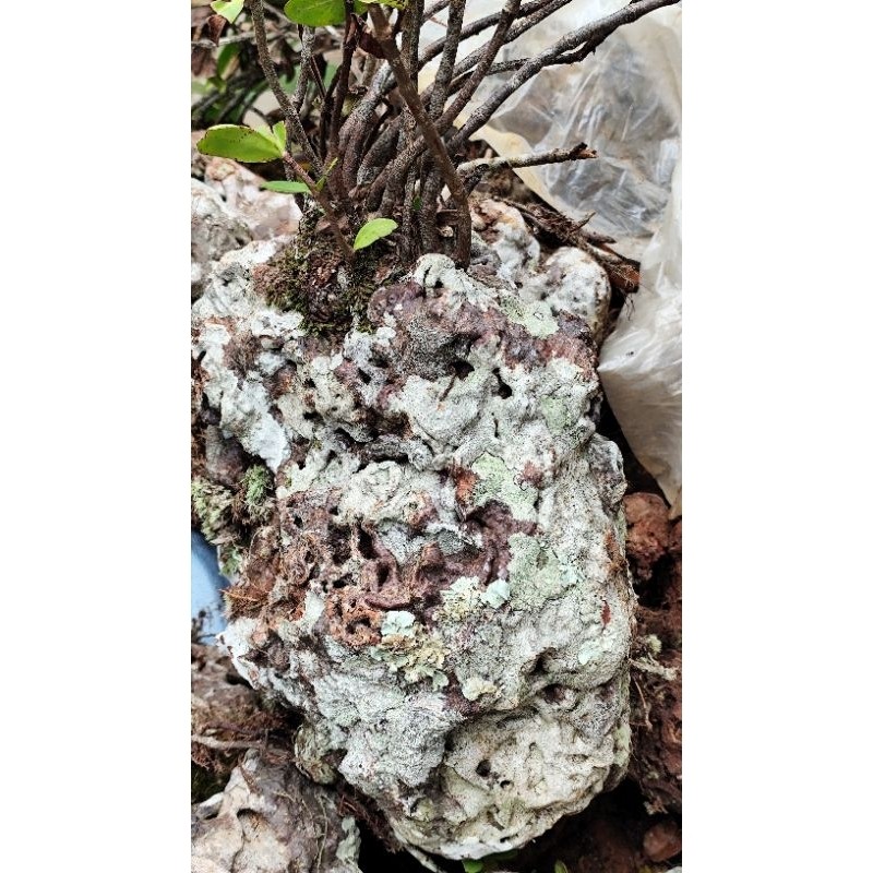 

Sarang semut obat herbal per 1 kg