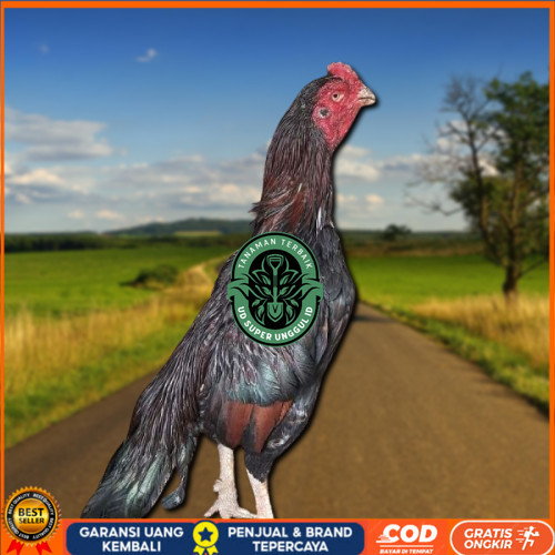 

telur ayam assel Parrot ori bisa untuk di tetaskan UD_SUPER_UNGGUL_ID