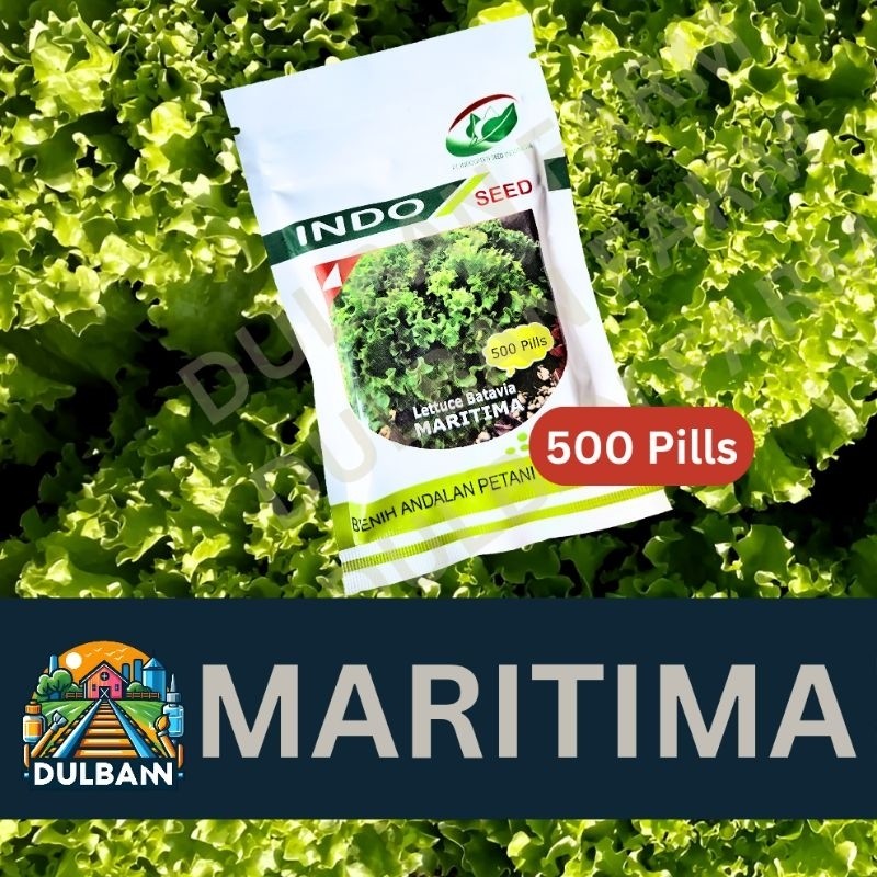 PROMO / Benih Selada Lettuce Batavia Maritima Indo Seed 500 Pills NEW