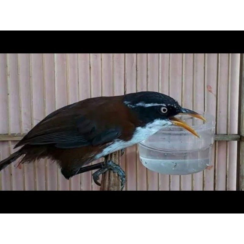burung kopi kopi jantan rawatan