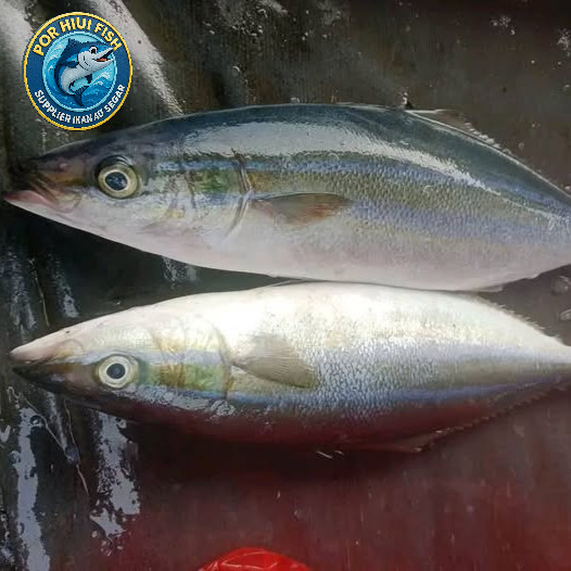 

IKAN SALMON LOKAL / LAURA / IKAN SUNGLIR 1KG