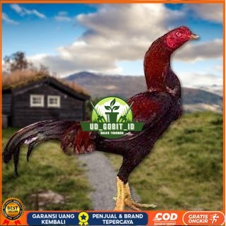 

Telur Ayam Pakhoy Tangguh Vertil Siap Di Tetaskan Jaminan Super Oiginal Bergaransi UD_GOBIT_ID