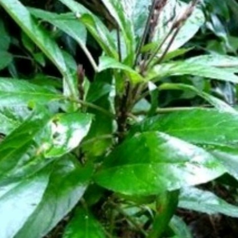 

Promo COD Daun Reundeu 500Gram Lalapan Khas Sunda Jawabarat Lalap Rende (1)