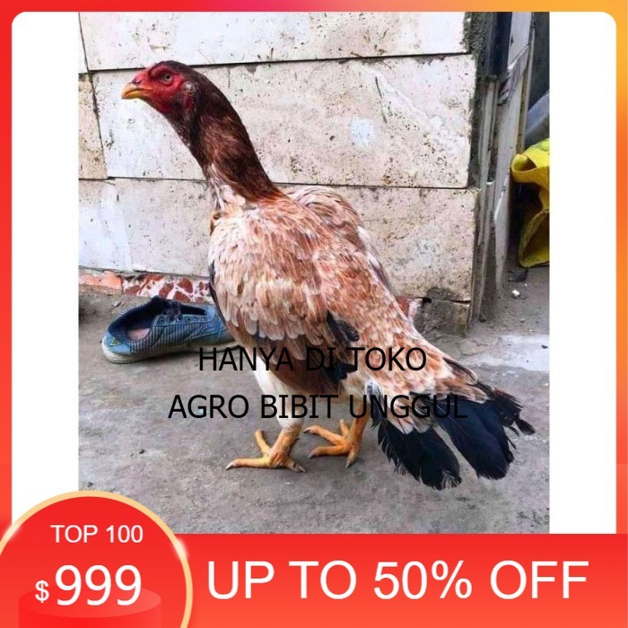telur ayam aseel madras original berkualitas agro.bibit.unggul