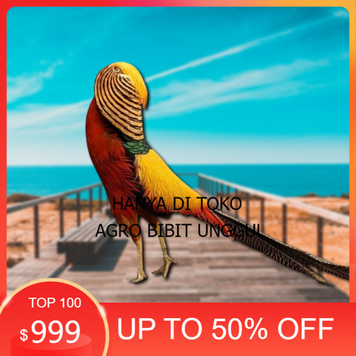 

telur ayam golden pheasant asli bisa untuk di tetaskan agro.bibit.unggul