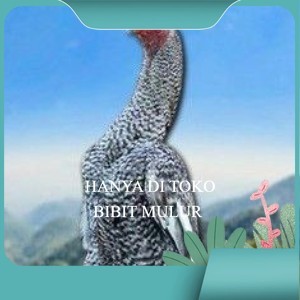 

telur tetas ayam shamo hias