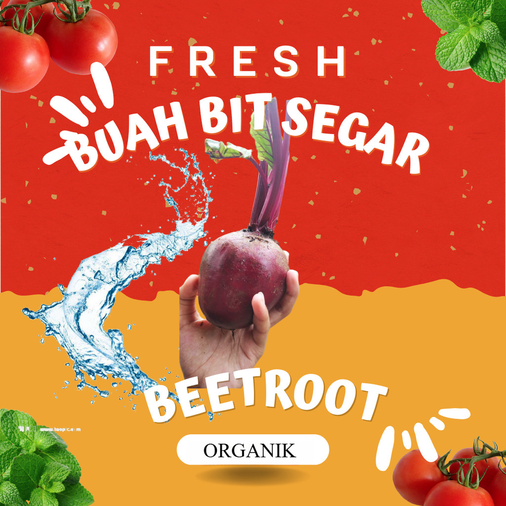 

ORGANIK Buah Bit Fresh Bit Merah Mencegah Kanker