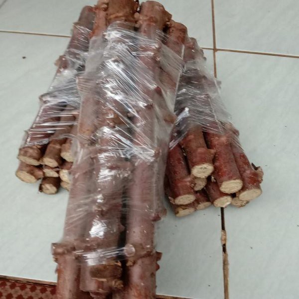 GelasKosong11 Bibit Benih Stek Batang Pohon Singkong Mentega - Singkong Kuning Empuk Pulen