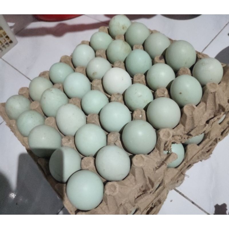 

pekanbaru /Telur Bebek Mentah Organik Telur Bebek