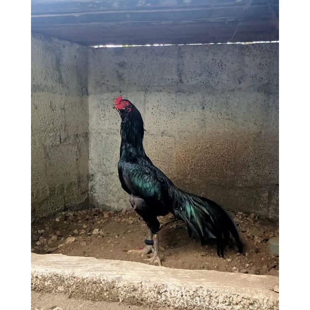 

JUAL TELUR AYAM BANGKOK ASELL KUMBANG PAKET 5 BUTIR