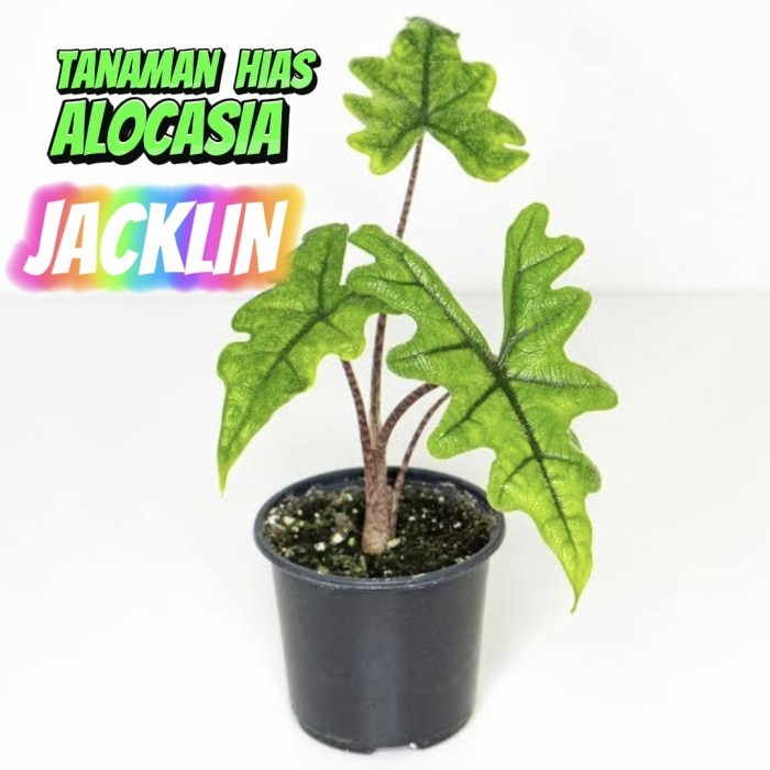 alocasia jacklyn