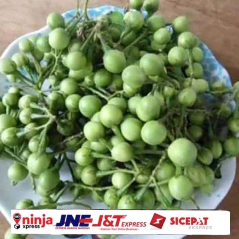 

Buah takokak/cepokak/tekokak/terung pipit segar 500gram