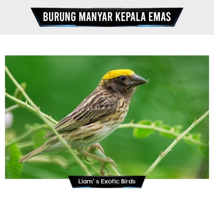 Ready Burung Manyar Kepala Emas Pilihan