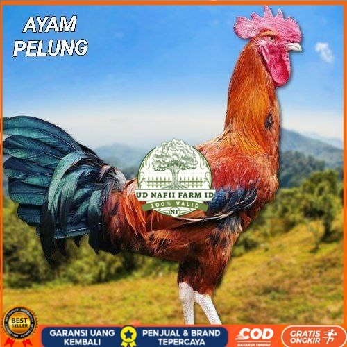 

telur ayam pelung jumbo super bisa untuk di tetaskan fertil UD NAFII FARM ID