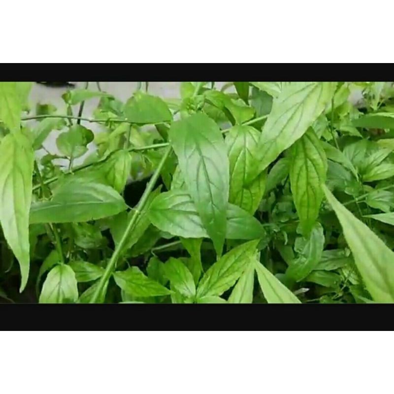 

Daun belalai gajah/dandang gendis 500gram (Aqis Organik)