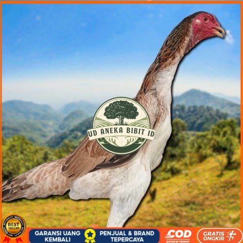 

telur ayam Shamo Japan Balck Tiger terlaris UD ANEKA BIBIT ID