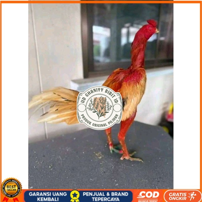 

TELUR FERTIL PLUCKER ORIGINAL original berkualitas UD GHANIYY BIBIT ID