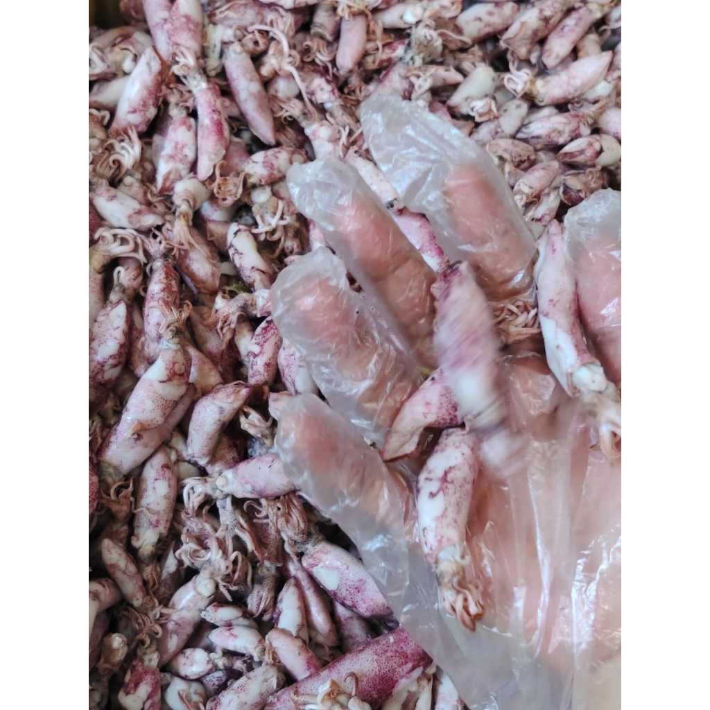

TERMURAH Grosir Ikan Asin Dian - Ikan Asin Cumi Sontong Ukuran Sedang Berat 100 Gram(Cumi Rebus)