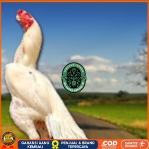 

telur ayam hias assel parrot Siap untuk di tetaskan UD_SUPER_UNGGUL_ID