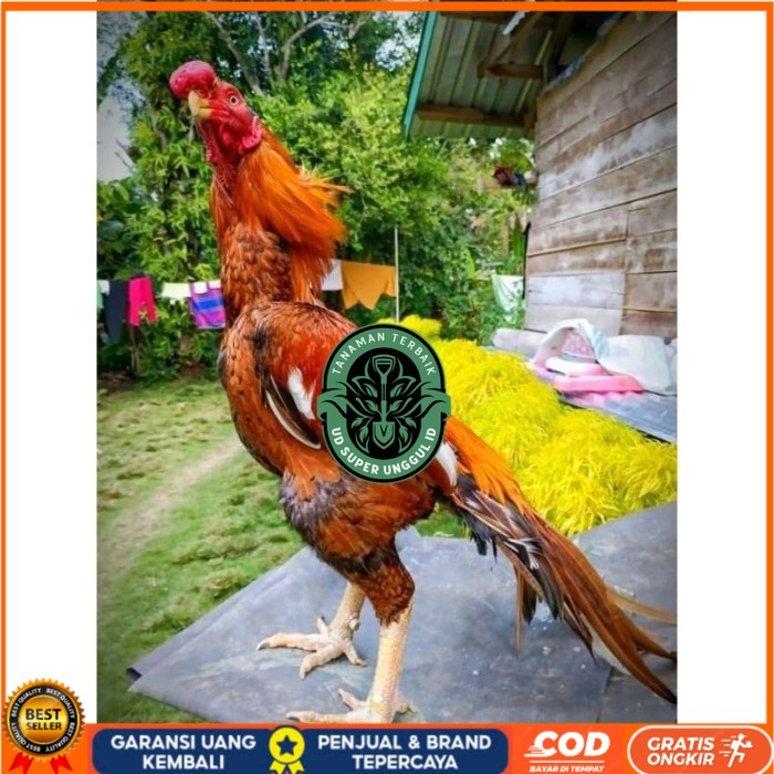 

TELUR ASEL PUKUL LARI INDUK JUARA.. PROMO original berkualitas UD_SUPER_UNGGUL_ID