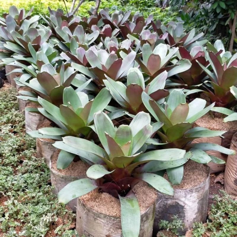 ( TERMURAH) Tanaman Hias Bromelia Giant Bromelia Besar Jumbo - Bunga Bromelia Giant
