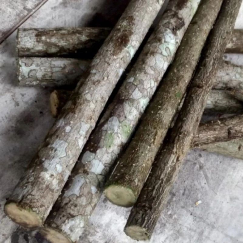 Cod Bibit stek batang pohon gamal, stek pohon gamal .