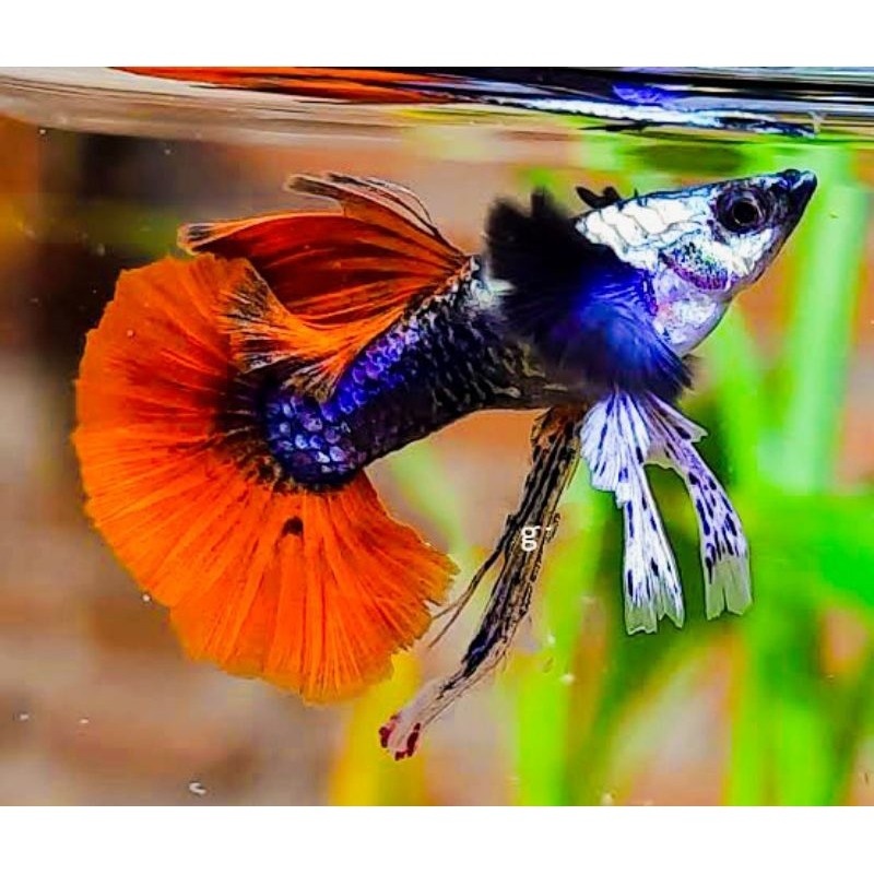 HIASAN AQUARIUM SEPASANG GUPPY PRTDE RIBBON LINE VIETNAM