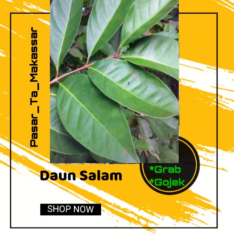 

PROMO TERLARIS Daun Salam Hijau Daun Salam Kering Perpaket