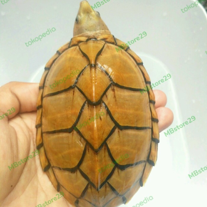 Hiasan kura Razorback High Yellow 12cm rare item